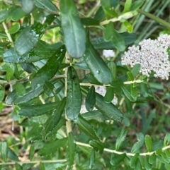 Ozothamnus cuneifolius at suppressed - suppressed
