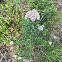 Ozothamnus cuneifolius at suppressed - 6 Dec 2023 07:00 PM