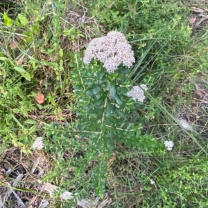 Ozothamnus cuneifolius at suppressed - suppressed