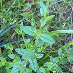 Gonocarpus teucrioides (Germander Raspwort) at Wingan River, VIC - 6 Dec 2023 by Tapirlord