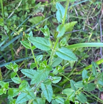 Gonocarpus teucrioides (Germander Raspwort) at Croajingolong National Park - 6 Dec 2023 by Tapirlord