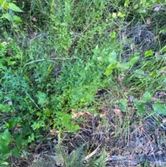 Gonocarpus teucrioides at Croajingolong National Park - 6 Dec 2023 07:00 PM