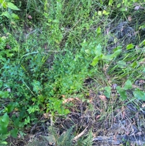 Gonocarpus teucrioides at Croajingolong National Park - 6 Dec 2023 07:00 PM