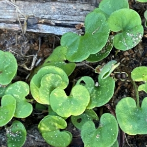 Dichondra repens at Croajingolong National Park - 6 Dec 2023 07:00 PM