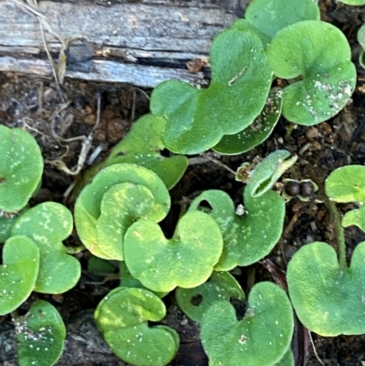 Dichondra repens (Kidney Weed) at Wingan River, VIC - 6 Dec 2023 by Tapirlord