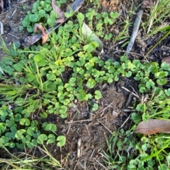 Dichondra repens at Croajingolong National Park - 6 Dec 2023 07:00 PM