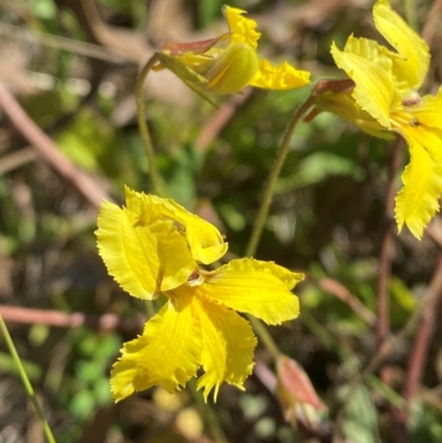 Goodenia paradoxa (Spur Goodenia) at Michelago, NSW - 6 Dec 2023 by Tapirlord