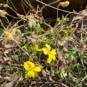 Goodenia paradoxa at Michelago, NSW - 6 Dec 2023