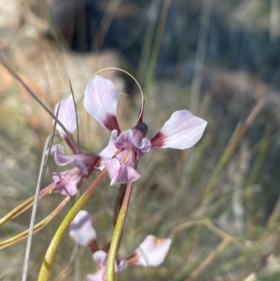 Diuris dendrobioides (Late Mauve Doubletail) at Michelago, NSW - 5 Dec 2023 by Tapirlord