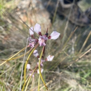 Diuris dendrobioides at suppressed - 6 Dec 2023