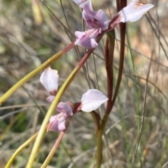 Diuris dendrobioides at suppressed - 6 Dec 2023