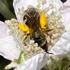 Lasioglossum (Chilalictus) sp. (genus & subgenus) (Halictid bee) at O'Malley, ACT - 7 Jan 2024 by JamonSmallgoods