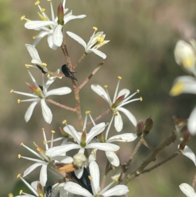Mordella sp. (genus) (Pintail or tumbling flower beetle) at Mount Mugga Mugga - 7 Jan 2024 by JamonSmallgoods