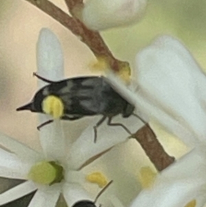 Mordella sp. (genus) at Mugga Mugga NR (MUG) - 7 Jan 2024
