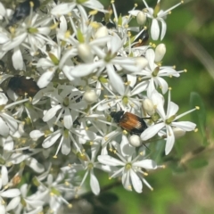 Phyllotocus navicularis (Nectar scarab) at O'Malley, ACT - 7 Jan 2024 by JamonSmallgoods