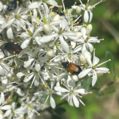 Phyllotocus navicularis (Nectar scarab) at Mugga Mugga NR (MUG) - 7 Jan 2024 by JamonSmallgoods