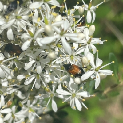 Phyllotocus navicularis (Nectar scarab) at O'Malley, ACT - 7 Jan 2024 by JamonSmallgoods