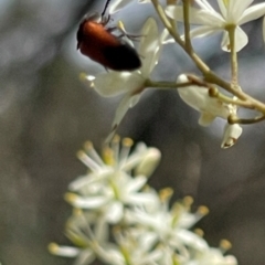 Ecnolagria grandis (Honeybrown beetle) at O'Malley, ACT - 7 Jan 2024 by JamonSmallgoods