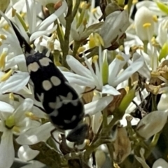 Hoshihananomia leucosticta (Pintail or Tumbling flower beetle) at O'Malley, ACT - 7 Jan 2024 by JamonSmallgoods