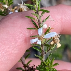 Olearia ramulosa (Oily Bush) at Wingan River, VIC - 7 Dec 2023 by Tapirlord