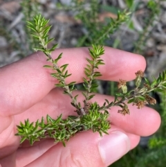 Olearia ramulosa at Croajingolong National Park - 7 Dec 2023