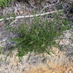 Olearia ramulosa at Croajingolong National Park - 7 Dec 2023 05:05 PM