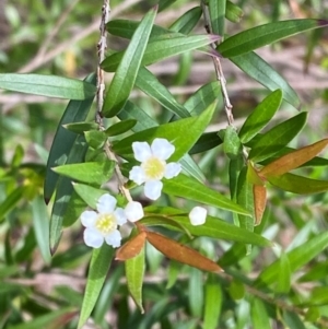 Sannantha pluriflora at Croajingolong National Park - suppressed