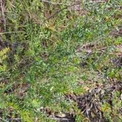Sannantha pluriflora at Croajingolong National Park - 7 Dec 2023