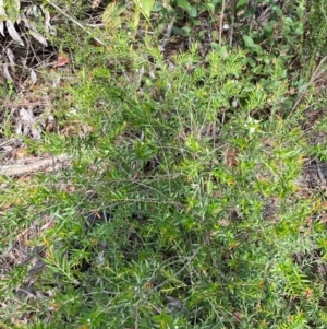 Sannantha pluriflora at Croajingolong National Park - suppressed