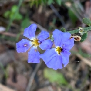 Dampiera stricta at Croajingolong National Park - 7 Dec 2023 05:03 PM