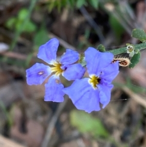 Dampiera stricta at Croajingolong National Park - 7 Dec 2023