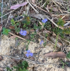 Dampiera stricta at Croajingolong National Park - 7 Dec 2023 05:03 PM