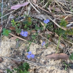 Dampiera stricta at Croajingolong National Park - 7 Dec 2023