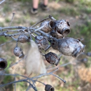 Corymbia gummifera at Croajingolong National Park - 7 Dec 2023