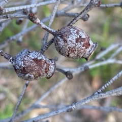 Corymbia gummifera at Croajingolong National Park - 7 Dec 2023 05:03 PM
