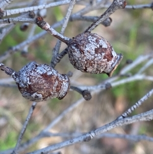 Corymbia gummifera at Croajingolong National Park - 7 Dec 2023