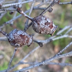 Corymbia gummifera at Croajingolong National Park - 7 Dec 2023 05:03 PM