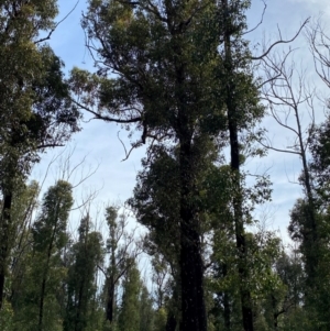 Corymbia gummifera at Croajingolong National Park - 7 Dec 2023