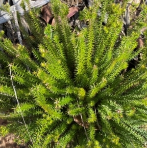 Acrotriche serrulata at Croajingolong National Park - 7 Dec 2023 05:00 PM