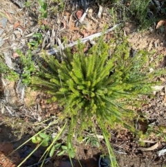 Acrotriche serrulata at Croajingolong National Park - 7 Dec 2023 05:00 PM