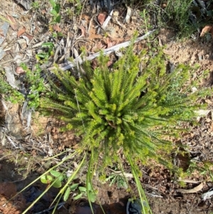 Acrotriche serrulata at Croajingolong National Park - 7 Dec 2023 05:00 PM