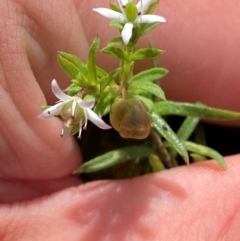 Rhytidosporum procumbens (White Marianth) at Wingan River, VIC - 7 Dec 2023 by Tapirlord