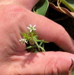 Rhytidosporum procumbens at Croajingolong National Park - 7 Dec 2023