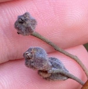 Cassytha phaeolasia at Croajingolong National Park - 7 Dec 2023