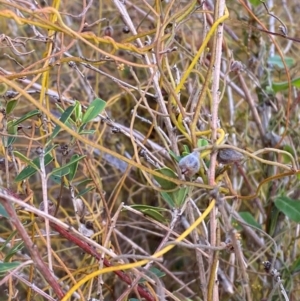 Cassytha phaeolasia at Croajingolong National Park - 7 Dec 2023 04:59 PM