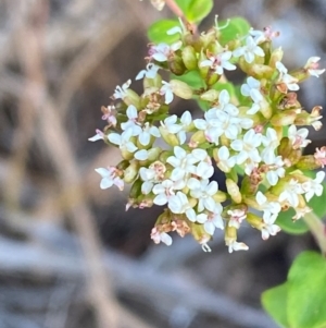 Platysace lanceolata at Croajingolong National Park - 7 Dec 2023 04:59 PM