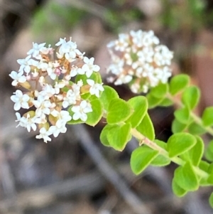 Platysace lanceolata at Croajingolong National Park - 7 Dec 2023 04:59 PM