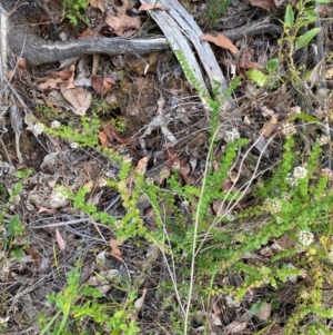 Platysace lanceolata at Croajingolong National Park - 7 Dec 2023 04:59 PM