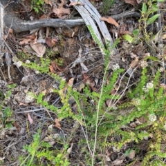 Platysace lanceolata at Croajingolong National Park - 7 Dec 2023