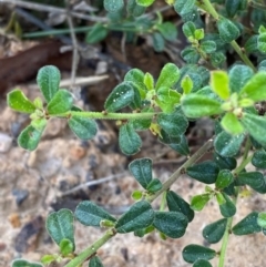 Phyllanthus hirtellus (Coastal Thyme Spurge) at Wingan River, VIC - 7 Dec 2023 by Tapirlord